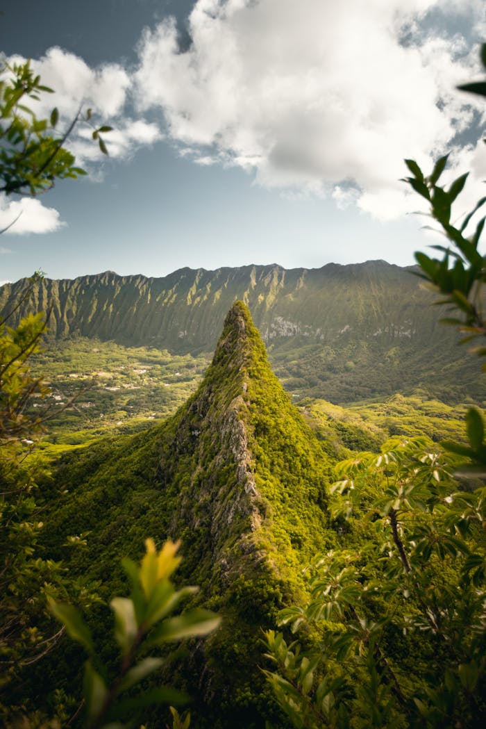 Aerial Photography of Forest